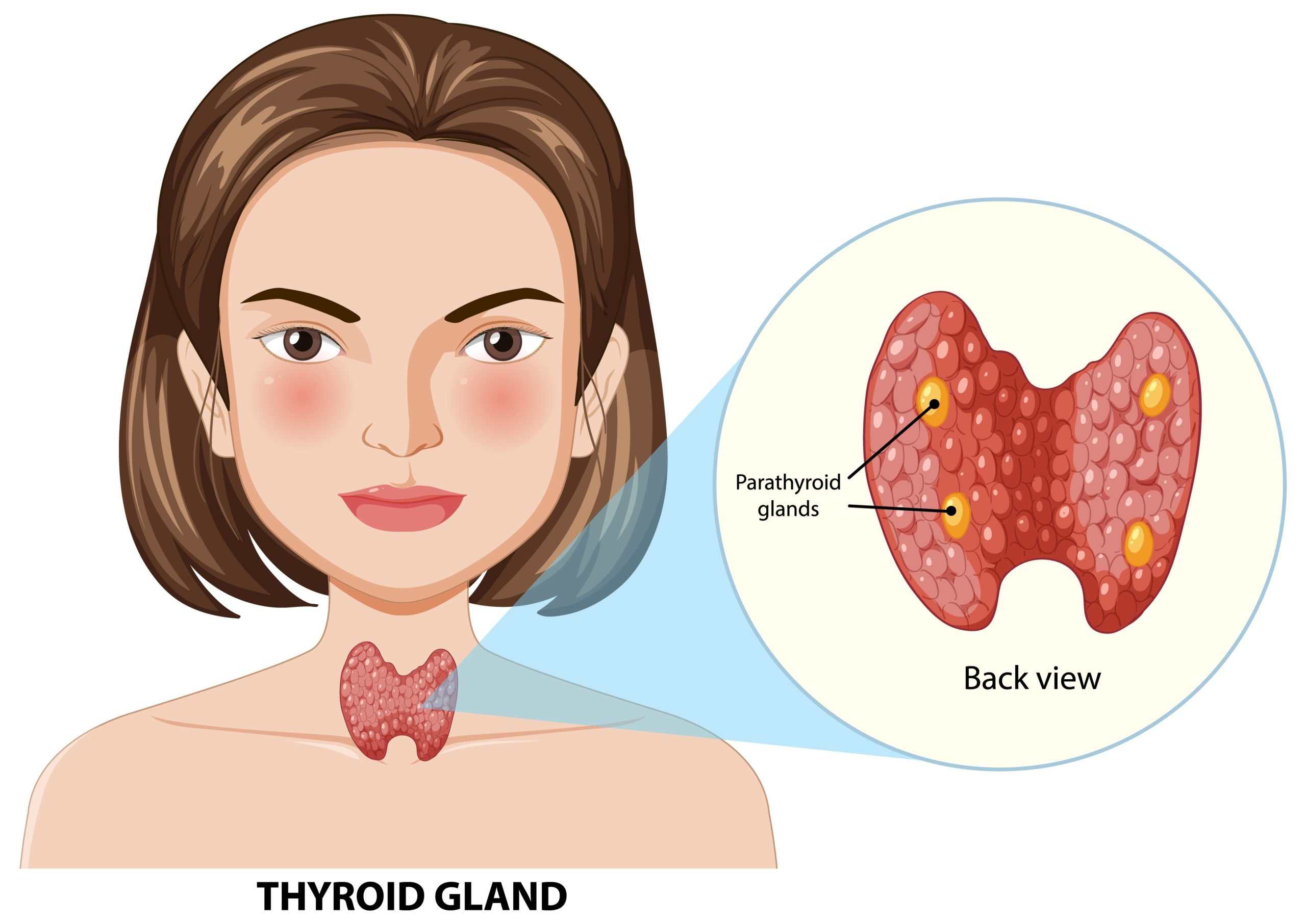 Ayurveda and Thyroid Health: What You Should Know